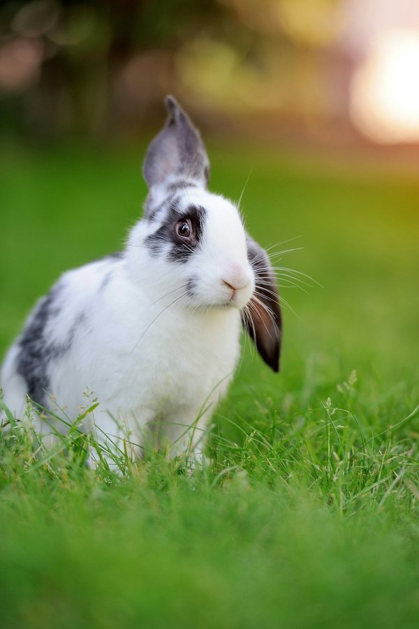 Répulsif lapin : guide pratique pour une application efficace